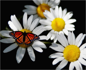 butterfly-on-daisy-1560505-639x521
