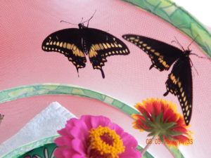 DSCN2165