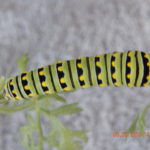 DSCN2166