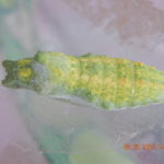 DSCN2167